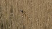 bittern.jpg