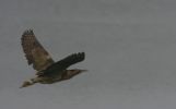 Filename=bittern~3.jpg
Filesize=27KiB
Dimensions=700x433
Date added=Jan 27, 2009 bittern~3.jpg