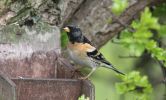 brambling2.jpg