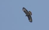 buzzard~1.jpg