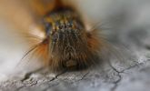 Filename=caterpillar.jpg
Filesize=56KiB
Dimensions=700x424
Date added=May 30, 2008 caterpillar.jpg