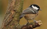 coal-tit.jpg