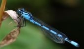 common-blue-damsel.jpg