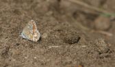 Filename=common-blue.jpg
Filesize=78KiB
Dimensions=700x415
Date added=Aug 02, 2009 common-blue.jpg