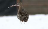 curlew~2.jpg