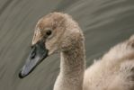 cygnet.jpg