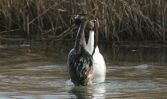 dancing-grebes.jpg