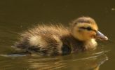 Filename=duckling1.jpg
Filesize=48KiB
Dimensions=600x364
Date added=Aug 01, 2007 duckling1.jpg