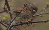 dunnock~1.jpg