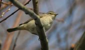 far-ings-chiffchaff.jpg