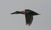 female-shoveler.jpg