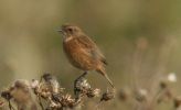 femalestonechat.jpg