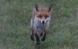 fox2~0.jpg
