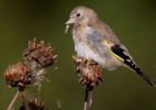 goldfinch3_copy.jpg