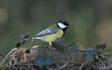 great-tit.jpg