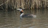 grebe-with-fish.jpg