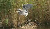 grey-heron.jpg