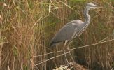 grey-heron2.jpg