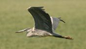 greyheron3.jpg