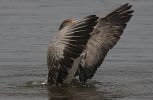 greylag-goose-copy.jpg