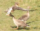 greylags8.jpg