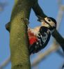 gs-woodpecker2.jpg