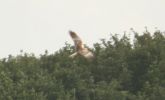 Filename=harrier2.jpg
Filesize=37KiB
Dimensions=600x363
Date added=Jun 27, 2007 harrier2.jpg