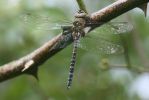Filename=hawker2.jpg
Filesize=55KiB
Dimensions=700x467
Date added=Aug 21, 2009 hawker2.jpg
