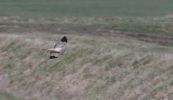 Filename=hen_harrier.jpg
Filesize=51KiB
Dimensions=700x404
Date added=Mar 06, 2010 hen_harrier.jpg