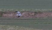Filename=hen_harrier3.jpg
Filesize=44KiB
Dimensions=700x404
Date added=Mar 06, 2010 hen_harrier3.jpg