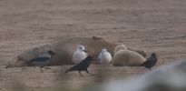 Filename=hooded_crow.jpg
Filesize=39KiB
Dimensions=700x340
Date added=Nov 21, 2010 hooded_crow.jpg