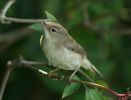 Filename=juvwarbler.jpg
Filesize=40KiB
Dimensions=600x455
Date added=Sep 01, 2007 juvwarbler.jpg