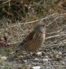 linnet3.jpg