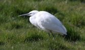 little-egret.jpg