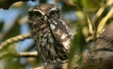 littleowl4.jpg