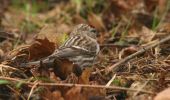 m_redpoll4.jpg