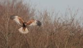 marsh-harrier.jpg