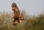 marsh-harrier2~0.jpg