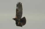 marsh_harrier~0.jpg