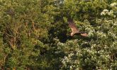 marsh_harrier~1.jpg