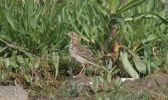 meadow-pipit-b.jpg