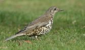 mistle-thrush2b.jpg