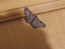 Filename=moth.jpg
Filesize=56KiB
Dimensions=600x450
Date added=Sep 06, 2007 moth.jpg