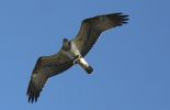 Filename=osprey2_copy.jpg
Filesize=56KiB
Dimensions=700x451
Date added=Sep 17, 2010 osprey2_copy.jpg