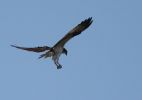 Filename=osprey~1.jpg
Filesize=32KiB
Dimensions=0x0
Date added=Apr 21, 2010 osprey~1.jpg