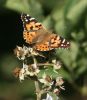 painted-lady1.jpg