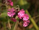 redcampion.jpg