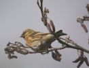 redpoll4.JPG