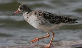 ruff-humberston-a.jpg