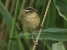sedge2.jpg